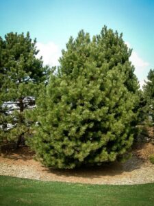 Сосна Чёрная (Pinus Nigra) купить по цене от 270.00р. в интернет-магазине «Посадика» с доставкой почтой в в Соликамске и по всей России – [изображение №1].