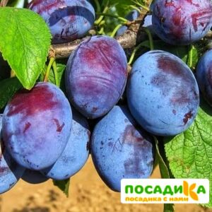 Слива Чачакская ранняя купить по цене от 229.00р. в интернет-магазине «Посадика» с доставкой почтой в в Соликамске и по всей России – [изображение №1].