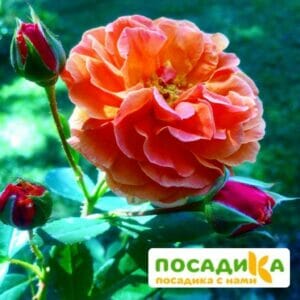 Роза Арабия купить по цене от 350.00р. в интернет-магазине «Посадика» с доставкой почтой в в Соликамске и по всей России – [изображение №1].