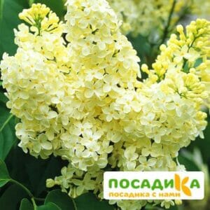 Сирень Примроуз (Primrose) купить по цене от 529.00р. в интернет-магазине «Посадика» с доставкой почтой в в Соликамске и по всей России – [изображение №1].