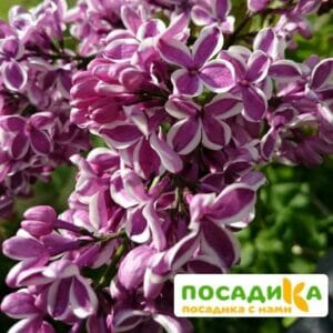 Сирень Сенсация купить по цене от 529.00р. в интернет-магазине «Посадика» с доставкой почтой в в Соликамске и по всей России – [изображение №1].