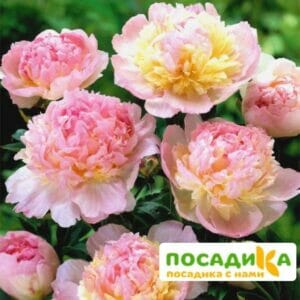 Пион Распберри Сандей (Paeonia Raspberry Sundae) купить по цене от 959р. в интернет-магазине «Посадика» с доставкой почтой в в Соликамске и по всей России – [изображение №1].