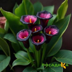 Калла Аура Лейс купить по цене от 400р. в интернет-магазине «Посадика» с доставкой почтой в в Соликамске и по всей России – [изображение №1].