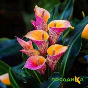 Калла Оникс купить по цене от 450р. в интернет-магазине «Посадика» с доставкой почтой в в Соликамске и по всей России – [изображение №1].