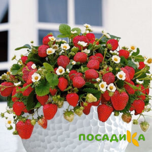 Клубника Рубиновый Шепот (горшечная) купить по цене от 240р. в интернет-магазине «Посадика» с доставкой почтой в в Соликамске и по всей России – [изображение №1].