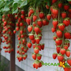 Клубника вьющаяся Комплимент купить по цене от 470р. в интернет-магазине «Посадика» с доставкой почтой в в Соликамске и по всей России – [изображение №1].