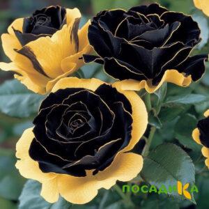 Роза Ханни Сикл купить по цене от 700р. в интернет-магазине «Посадика» с доставкой почтой в в Соликамске и по всей России – [изображение №1].