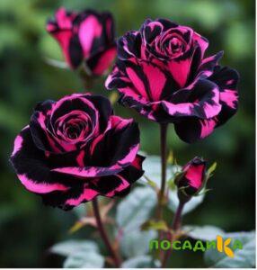 Роза Багровый Шепот купить по цене от 366р. в интернет-магазине «Посадика» с доставкой почтой в в Соликамске и по всей России – [изображение №1].
