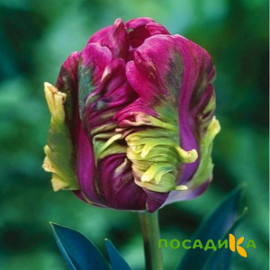 Тюльпан Экзотик Хэвен купить по цене от 186р. в интернет-магазине «Посадика» с доставкой почтой в в Соликамске и по всей России – [изображение №1].