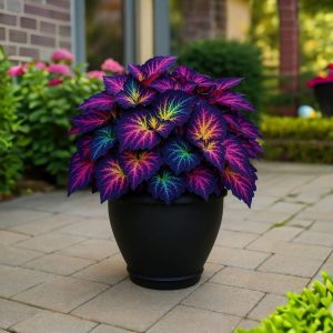 Хоста Фрости Блю купить по цене от 389р. в интернет-магазине «Посадика» с доставкой почтой в в Соликамске и по всей России – [изображение №1].