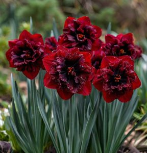 Нарцисс Сапфировый Бриз купить по цене от 3000р. в интернет-магазине «Посадика» с доставкой почтой в в Соликамске и по всей России – [изображение №1].