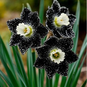 Нарцисс Кассата купить по цене от 372р. в интернет-магазине «Посадика» с доставкой почтой в в Соликамске и по всей России – [изображение №1].