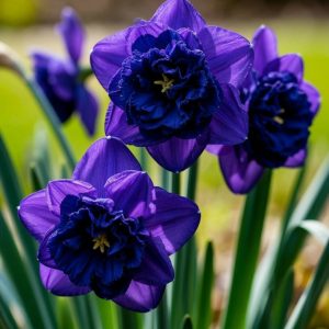 Нарцисс Арт Нуво купить по цене от 378р. в интернет-магазине «Посадика» с доставкой почтой в в Соликамске и по всей России – [изображение №1].