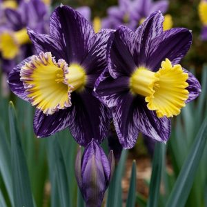 Нарцисс Акропоис купить по цене от 382р. в интернет-магазине «Посадика» с доставкой почтой в в Соликамске и по всей России – [изображение №1].