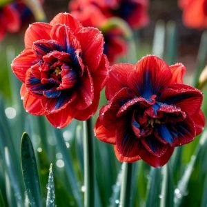 Нарцисс Эрличе купить по цене от 386р. в интернет-магазине «Посадика» с доставкой почтой в в Соликамске и по всей России – [изображение №1].