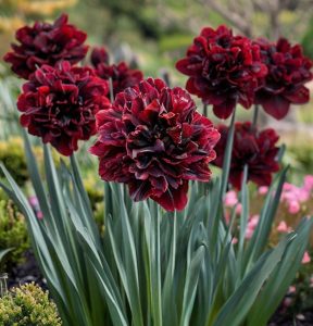 Нарцисс Малиновая Вуаль купить по цене от 3000р. в интернет-магазине «Посадика» с доставкой почтой в в Соликамске и по всей России – [изображение №1].